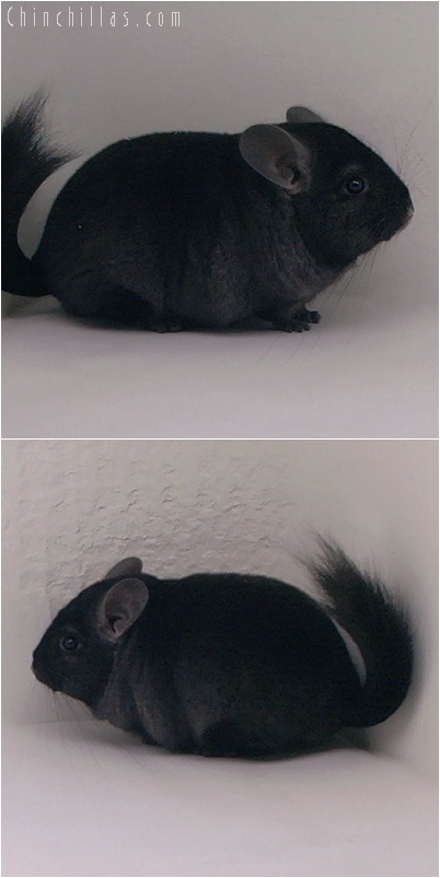 5071 Show Quality Ebony Female Chinchilla