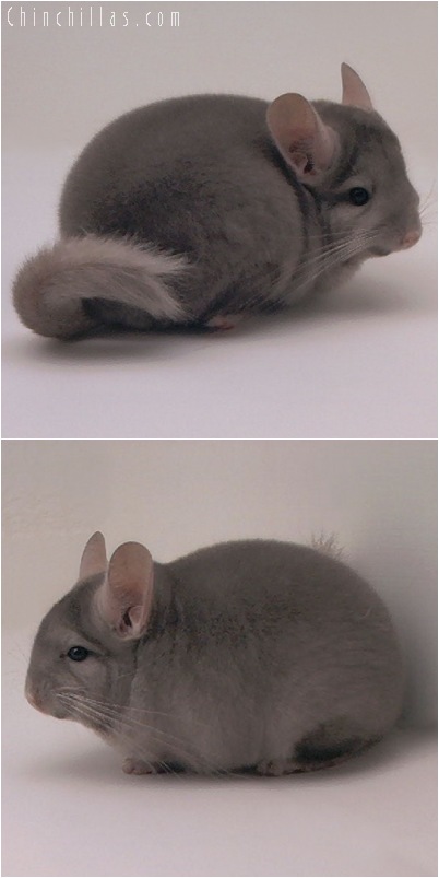 5027 Premium Production Quality Tan Female Chinchilla