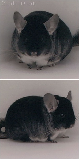 5091 Show Quality Black Velvet Female Chinchilla