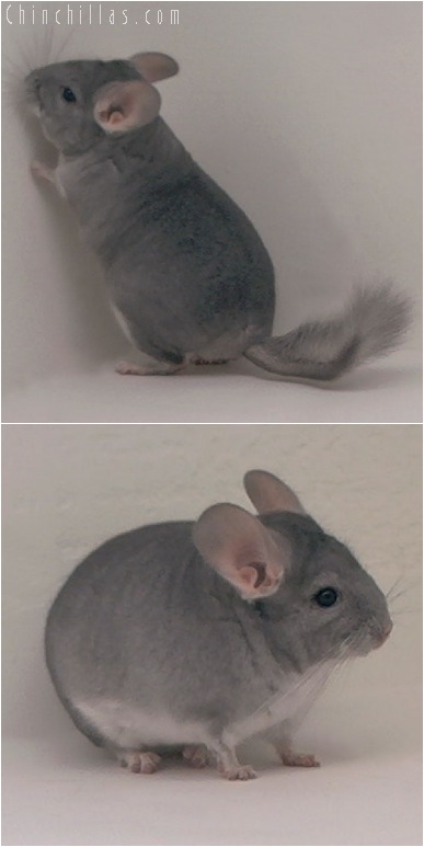 5121 Show Quality Sapphire Female Chinchilla