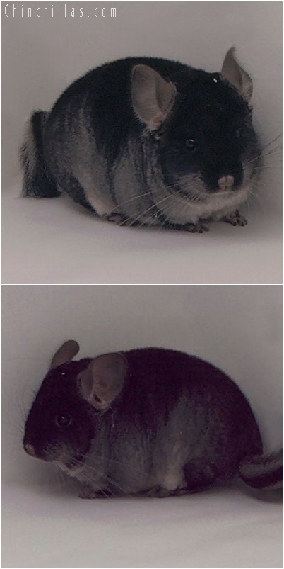 5105 Black Velvet ( Sapphire Carrier ) Male Chinchilla