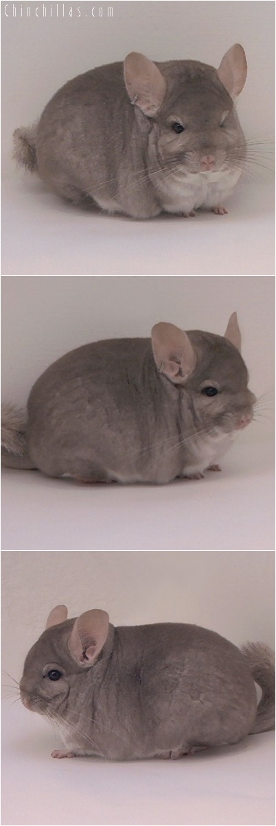 5104 Blocky Herd Improvement Quality Beige Male Chinchilla