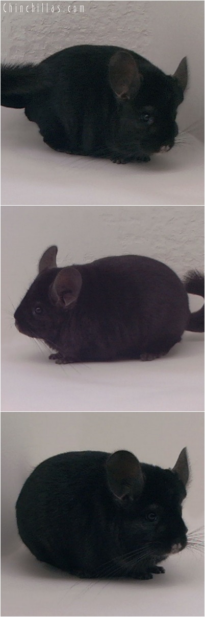 5129 Show Quality Extra Dark Ebony Female Chinchilla