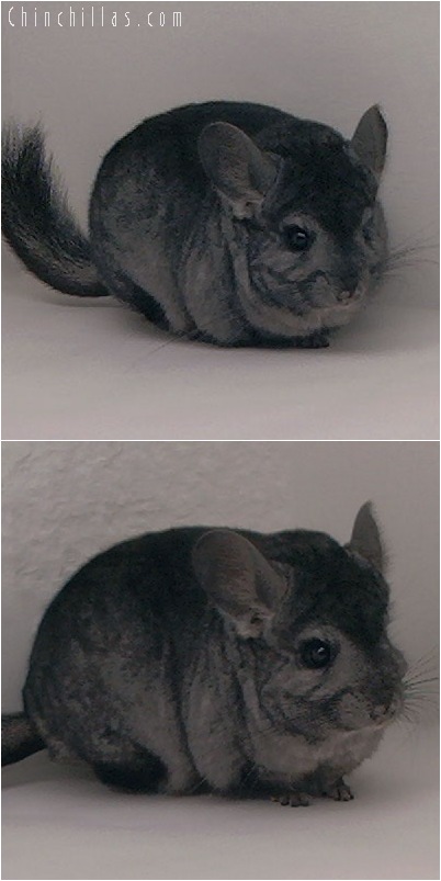 5130 Show Quality Ebony ( Violet Carrier ) Female Chinchilla