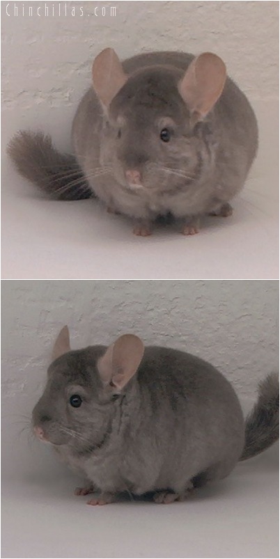 5135 Herd Improvement Quality Tan Male Chinchilla