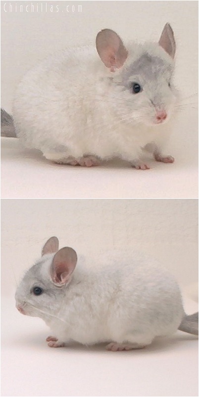 5140 Show Quality Sapphire & White Mosaic Female Chinchilla