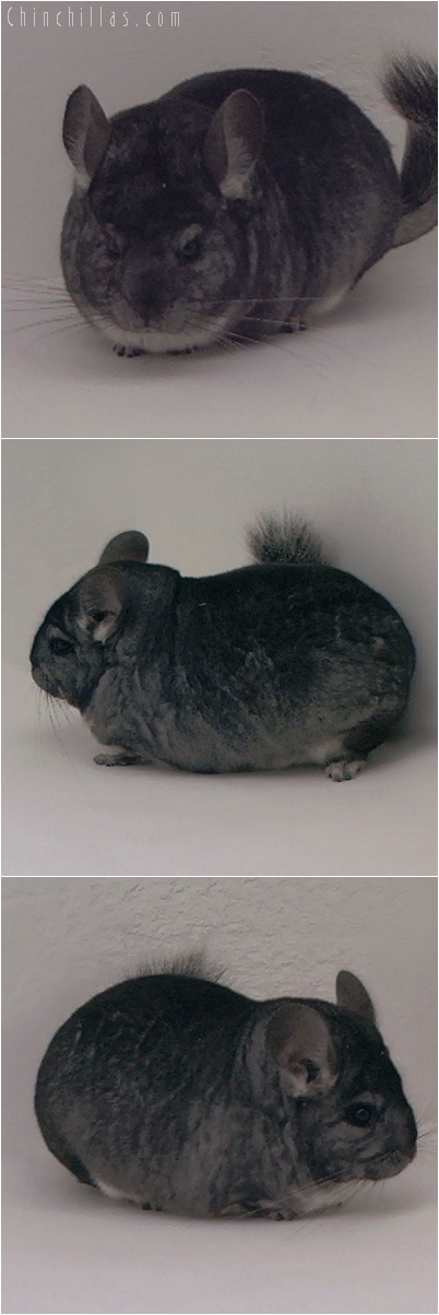 5139 Show Quality Standard Female Chinchilla