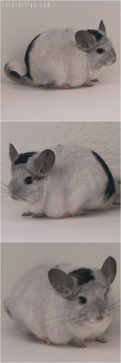 5119 Extreme White Mosaic Male Chinchilla