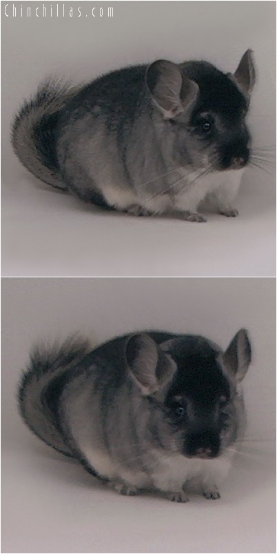 5138 Show Quality Black Velvet ( Sapphire Carrier ) Female Chinchilla