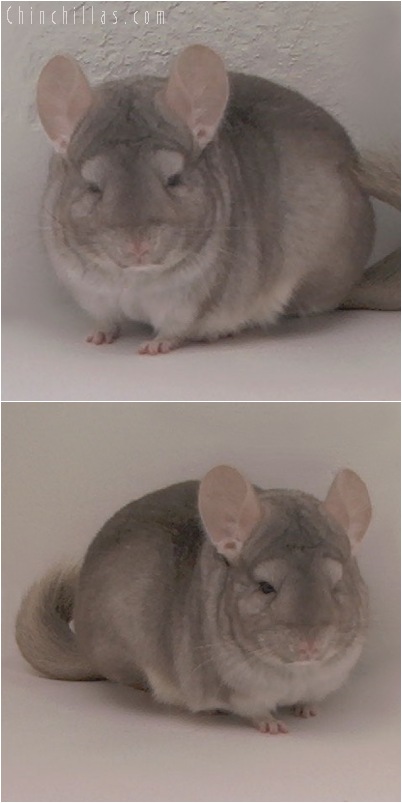 5094 Show Quality Beige Male Chinchilla