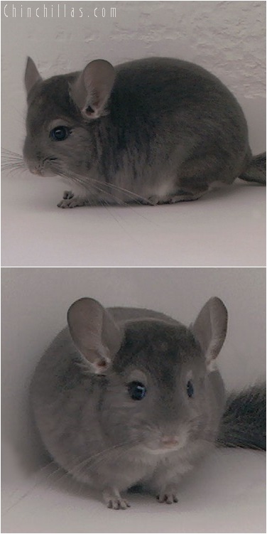 5133 Herd Improvement Quality Violet ( Ebony Carrier ) Male Chinchilla