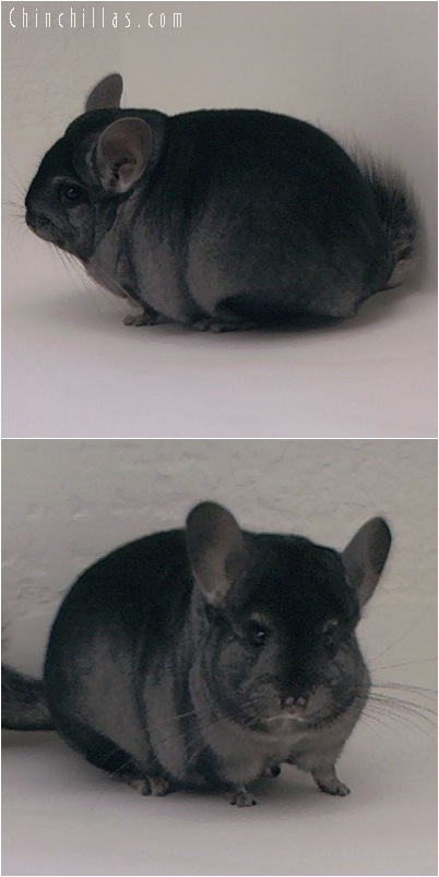 5114 Premium Production Quality Ebony Female Chinchilla