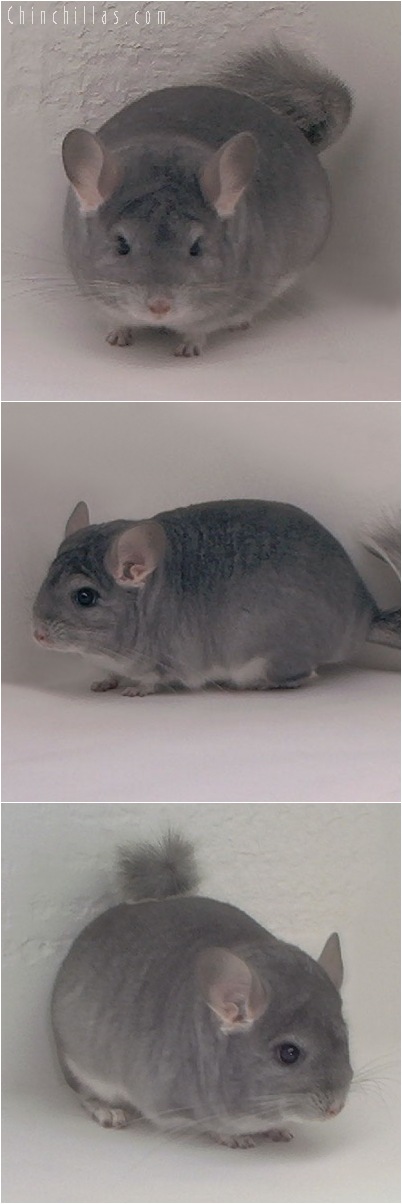 5147 Premium Production Quality Blocky Sapphire Female Chinchilla