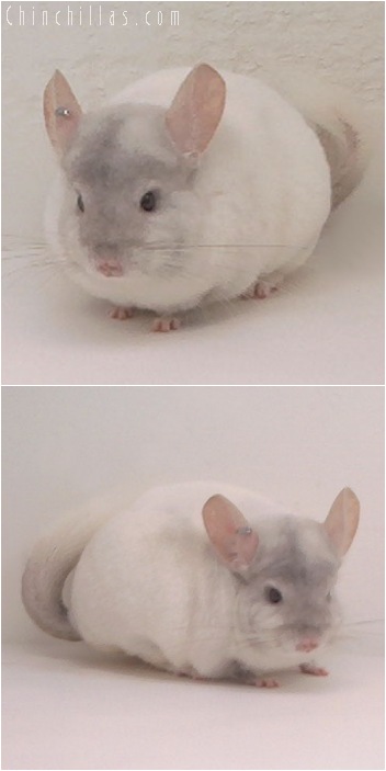 5146 Show Quality Pink White Female Chinchilla