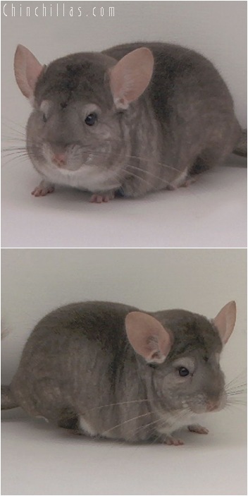 5142 Herd Improvement Quality Beige Male Chinchilla