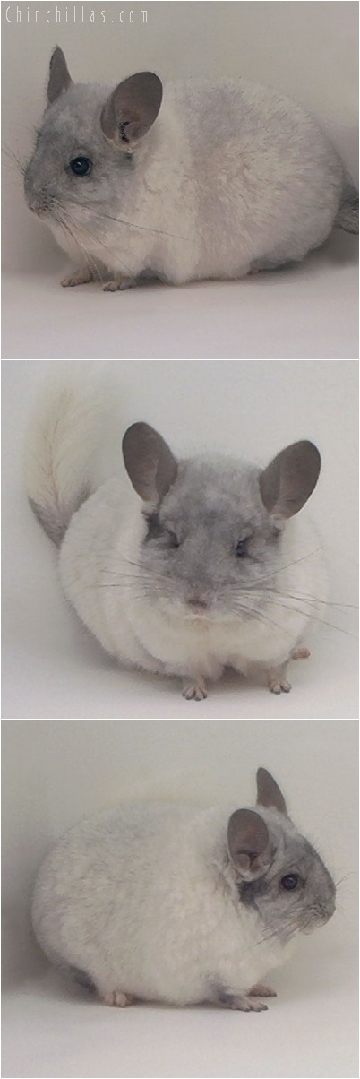 5075 Silver Mosaic Male Chinchilla