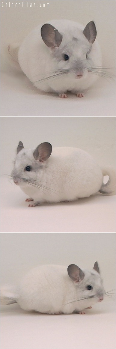 5117 Reserve Section Champion White Female Chinchilla