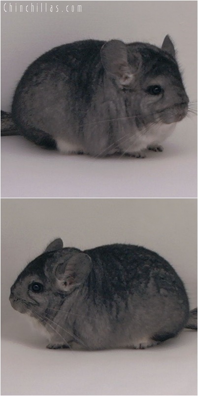 5150 Blocky Show Quality Standard Female Chinchilla