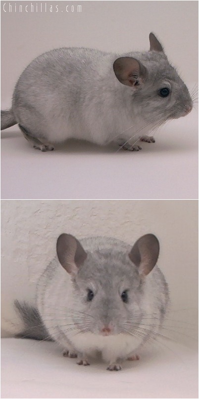 5153 Silver Mosaic ( Sapphire Carrier ) Female Chinchilla