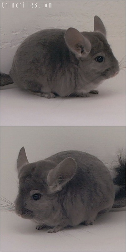 5155 Show Quality Wrap-around Violet Female Chinchilla