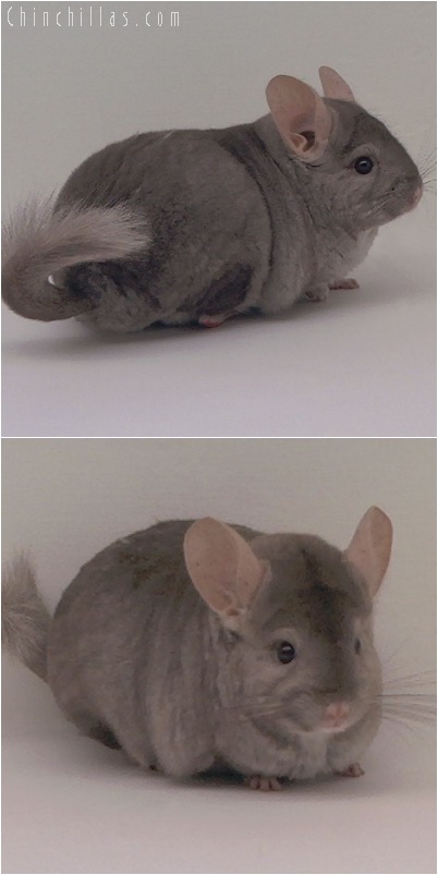 5080 Light Tan Female Chinchilla