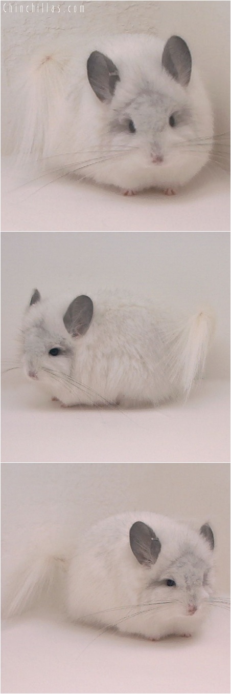 5152 Rare White Royal Persian Angora Female Chinchilla