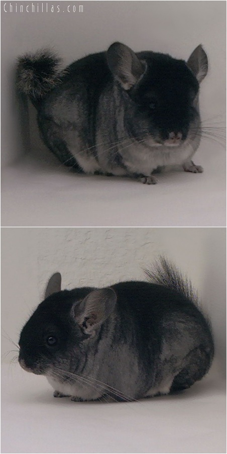 5156 Herd Improvement Quality Black Velvet ( Sapphire Carrier ) Male Chinchilla