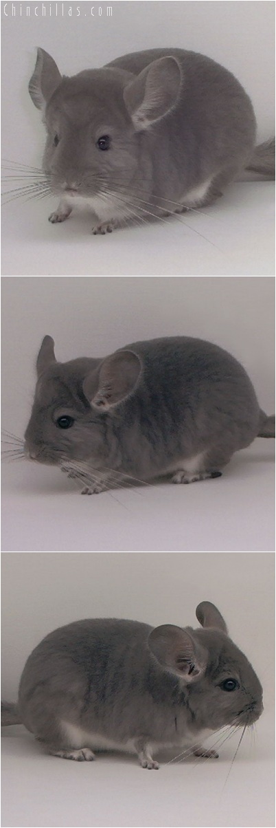 5154 Premium Production Quality Violet ( Ebony Carrier ) Female Chinchilla