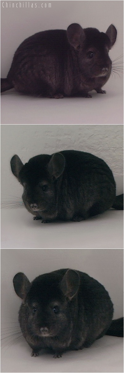 5162 Extra Large Premium Production Quality Ebony Female Chinchilla