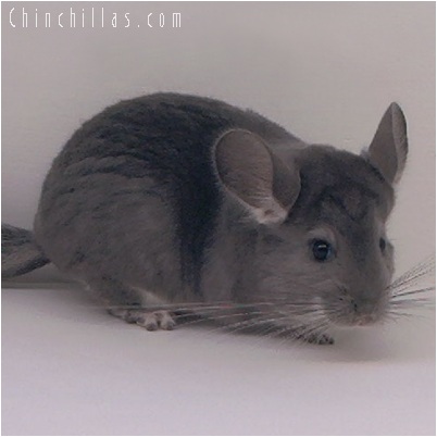 5149 Show Quality Violet Female Chinchilla