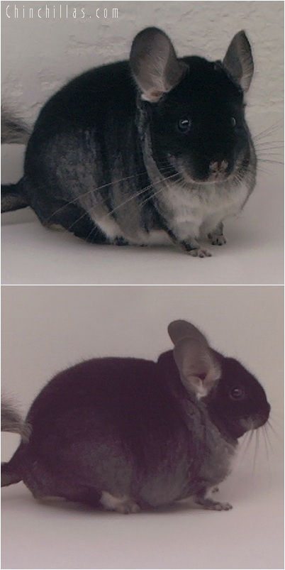 5159 Large Show Quality Black Velvet Male Chinchilla