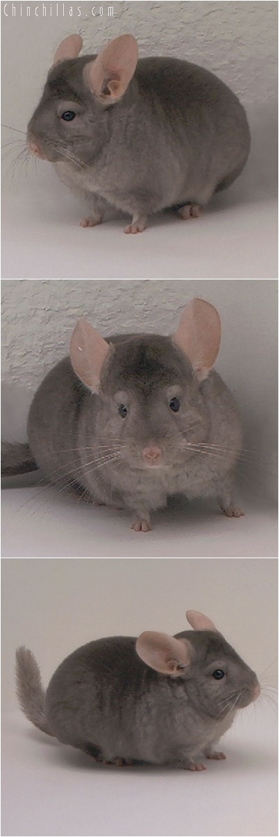 5036 Show Quality Tan Male Chinchilla