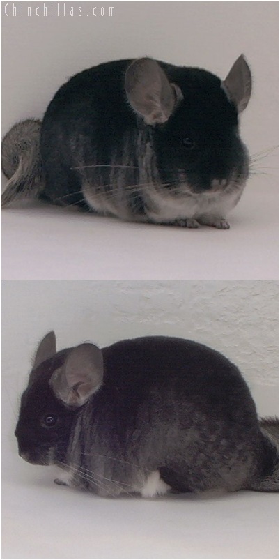 5126 Large Show Quality Black Velvet Female Chinchilla