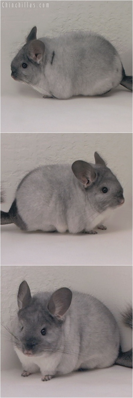 5161 Large Premium Production Quality TOV White Female Chinchilla