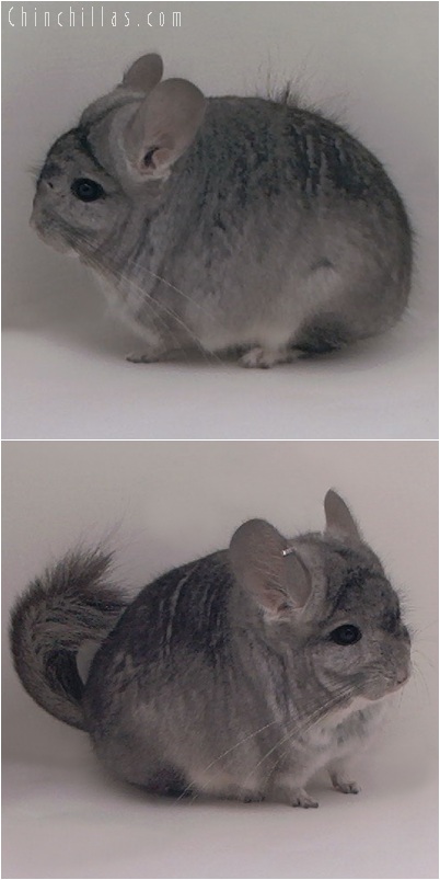 5151 Standard ( Royal Persian Angora Carrier ) Male Chinchilla