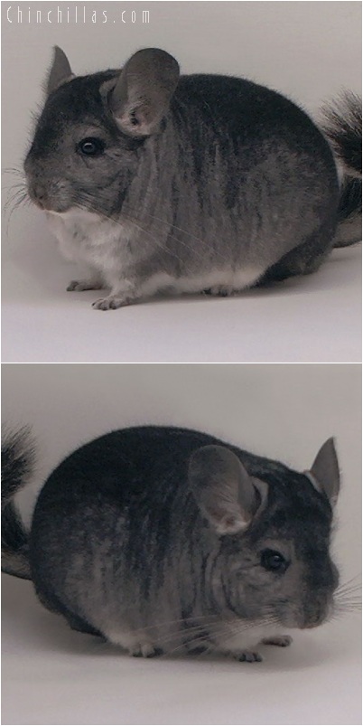 5158 Large Show Quality Standard Male Chinchilla