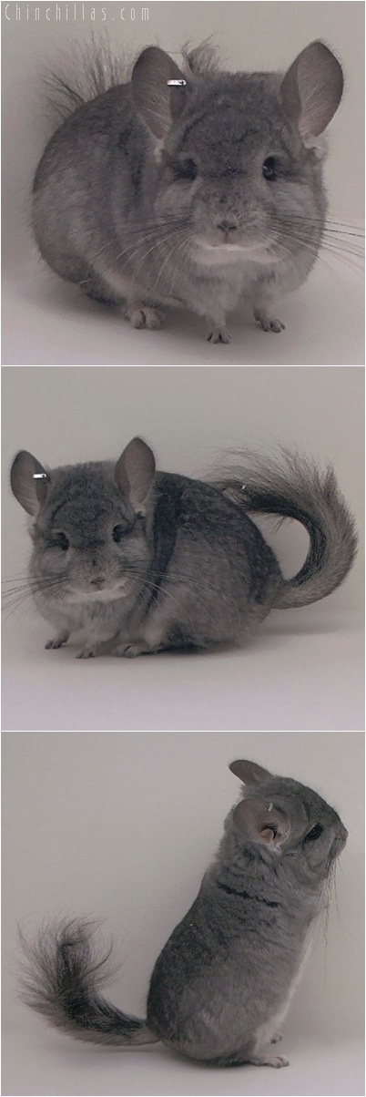 5087 Standard Royal Persian Angora Male Chinchilla