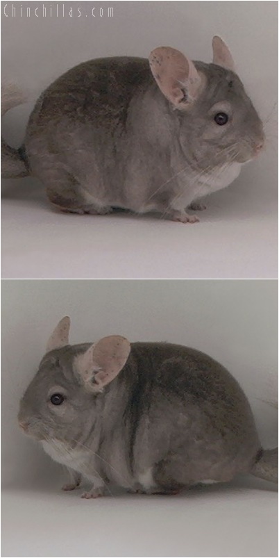 5134 Large Show Quality Beige Male Chinchilla