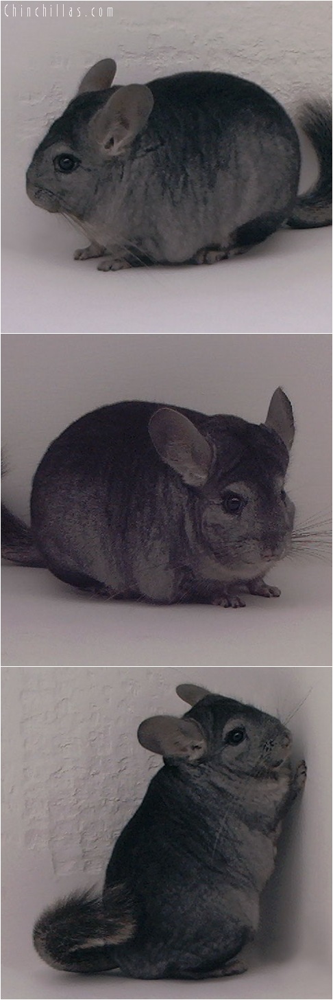 5136 Premium Production Quality Ebony Female Chinchilla