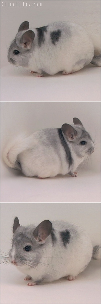 5145 Herd Improvement Quality Blocky Extreme White Mosaic Male Chinchilla