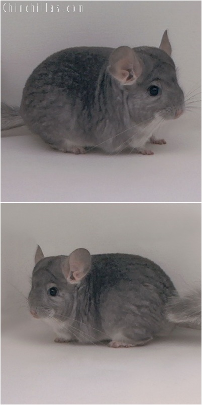 5168 Show Quality Sapphire Male Chinchilla