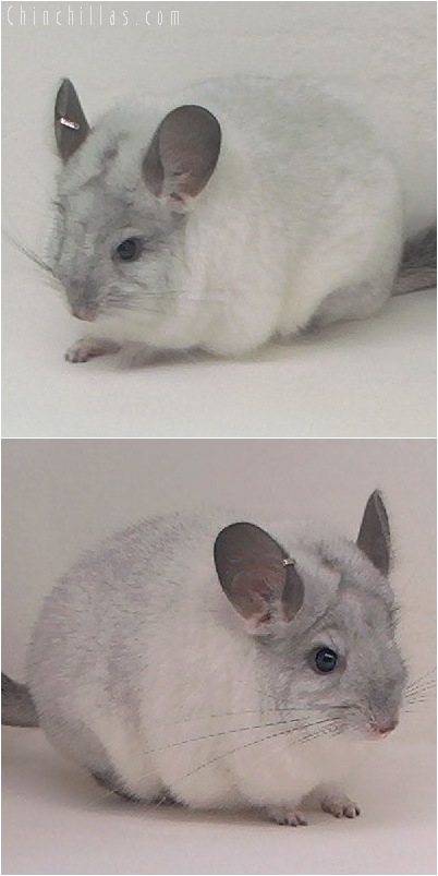 5131 Premium Production Quality White Mosaic Female Chinchilla