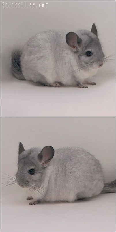 5165 Top Show Quality White Mosaic ( Sapphire Carrier ) Male Chinchilla
