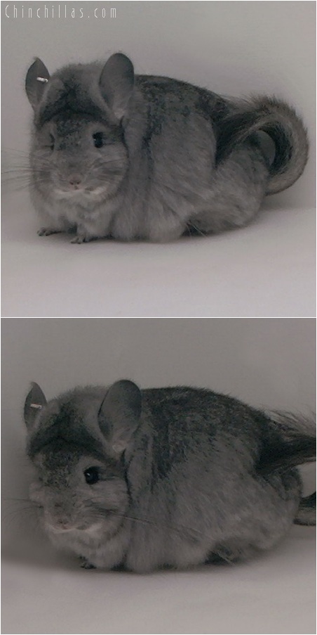 5170 Standard Royal Persian Angora Female Chinchilla