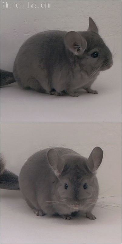 5179 Premium Production Quality Wrap-around Violet Female Chinchilla