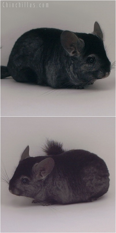 5141 Premium Production Quality Ebony Female Chinchilla