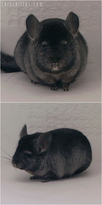 5172 Premium Production Quality Ebony Female Chinchilla