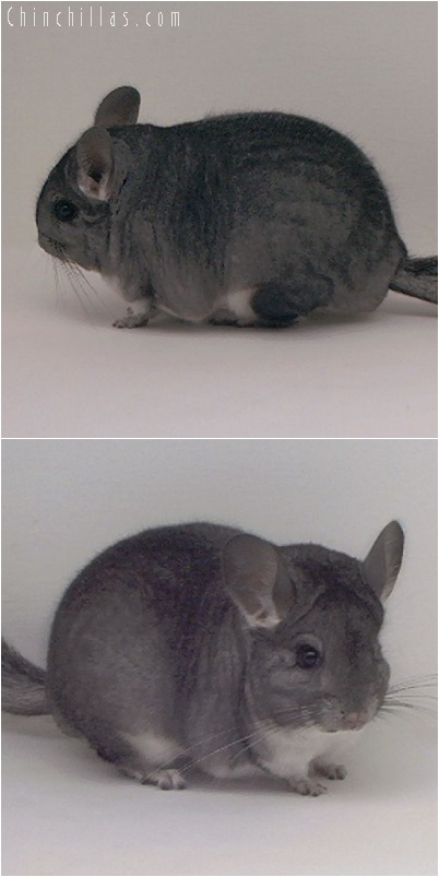 5178 Premium Production Quality Standard Female Chinchilla