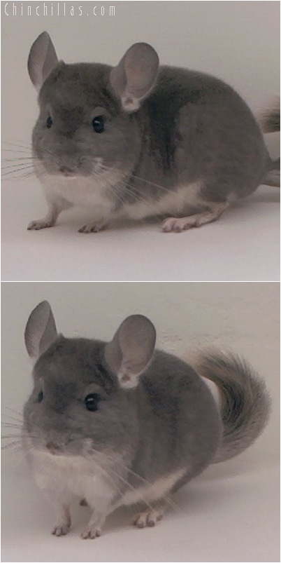 5115 Intermediate Show Quality Violet Female Chinchilla