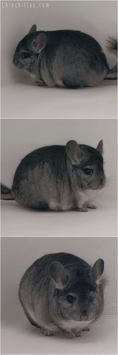 5171 Blocky Premium Production Quality Standard Female Chinchilla